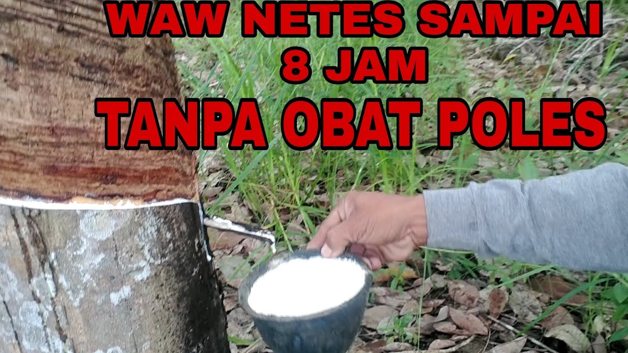 JENIS KARET MANA SIH YANG PALING DERAS GETAHNYA??SIMAK VIDIO NYA