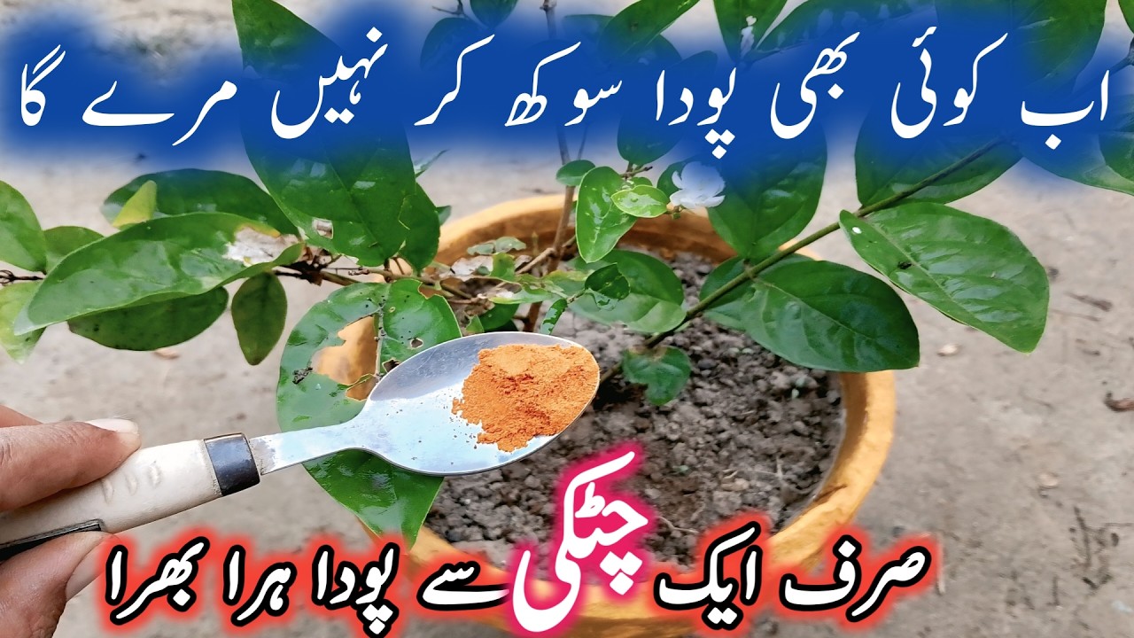 Garden ke sukhe podon ko hara banane ka tarika | How To Make Organic Fungicide For Plants