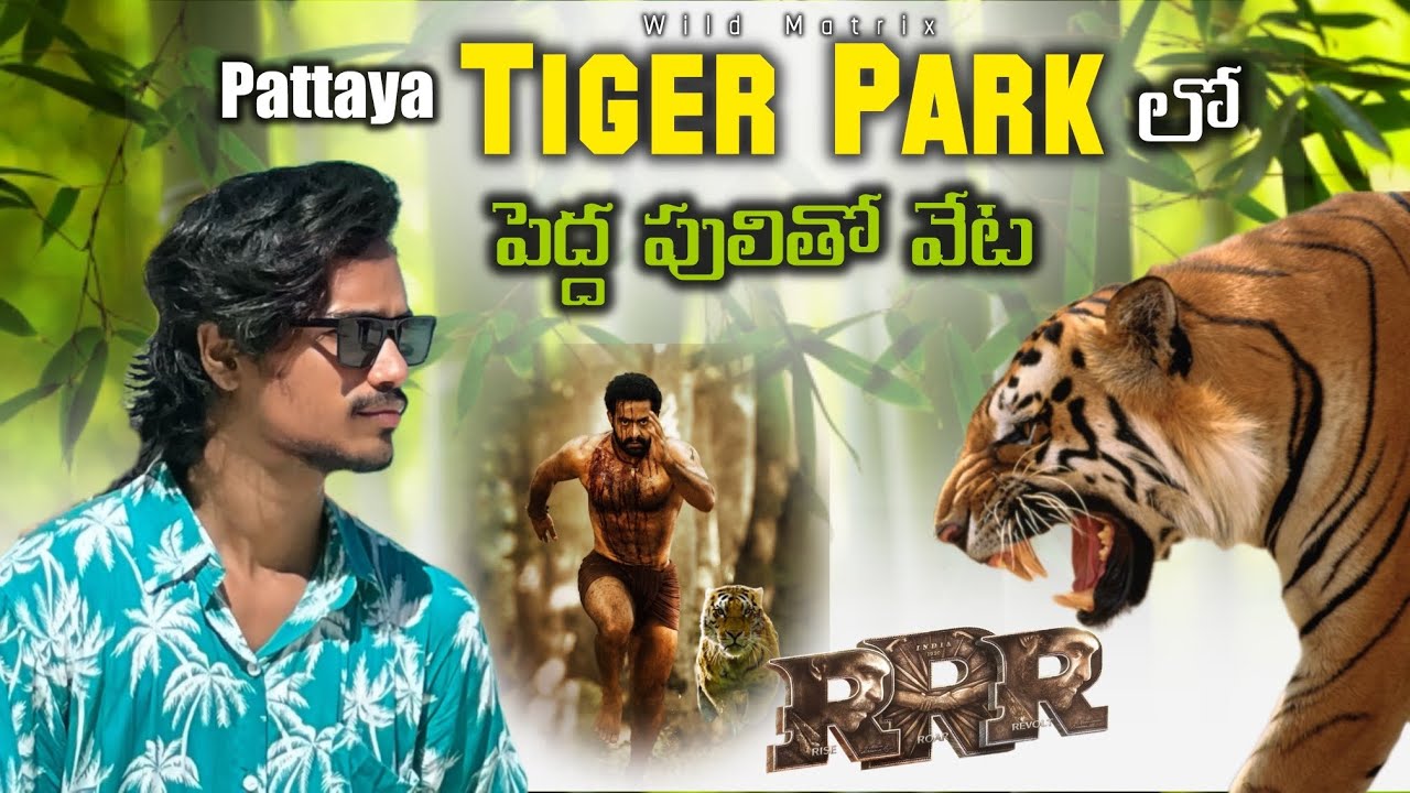 Pattaya Day Life | Pattaya Tiger park | Thailand | Travel Details 2025 | Wild Matrix | Rohit Vendra