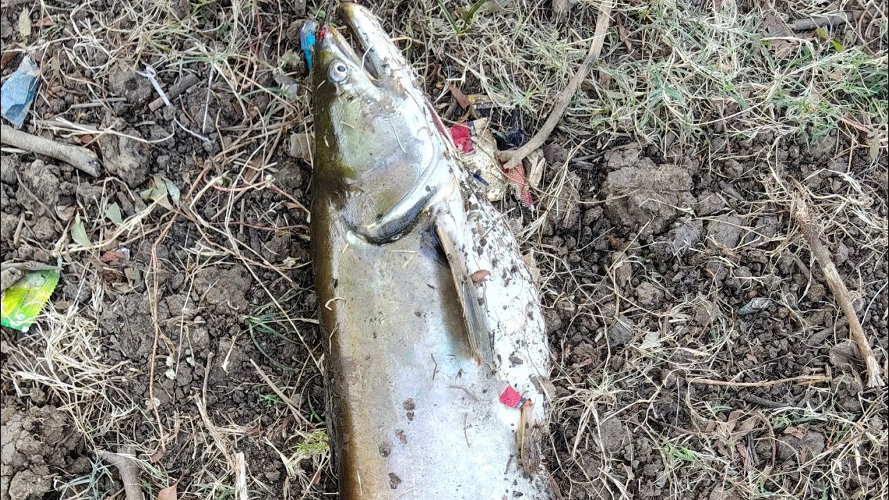 Walgoattu fishing 🎣 / padin fishing /how to catch fishing video 