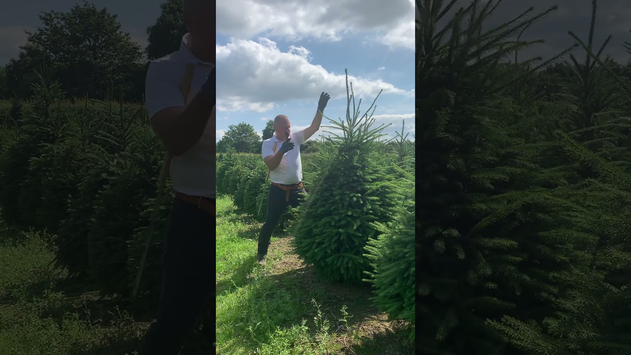 Shearing Norway Spruce at Billingley
