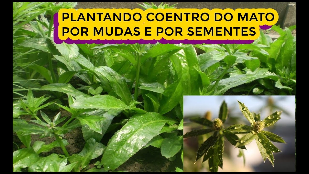 COMO PLANTAR COENTRO DO MATO POR MUDA E POR SEMENTES