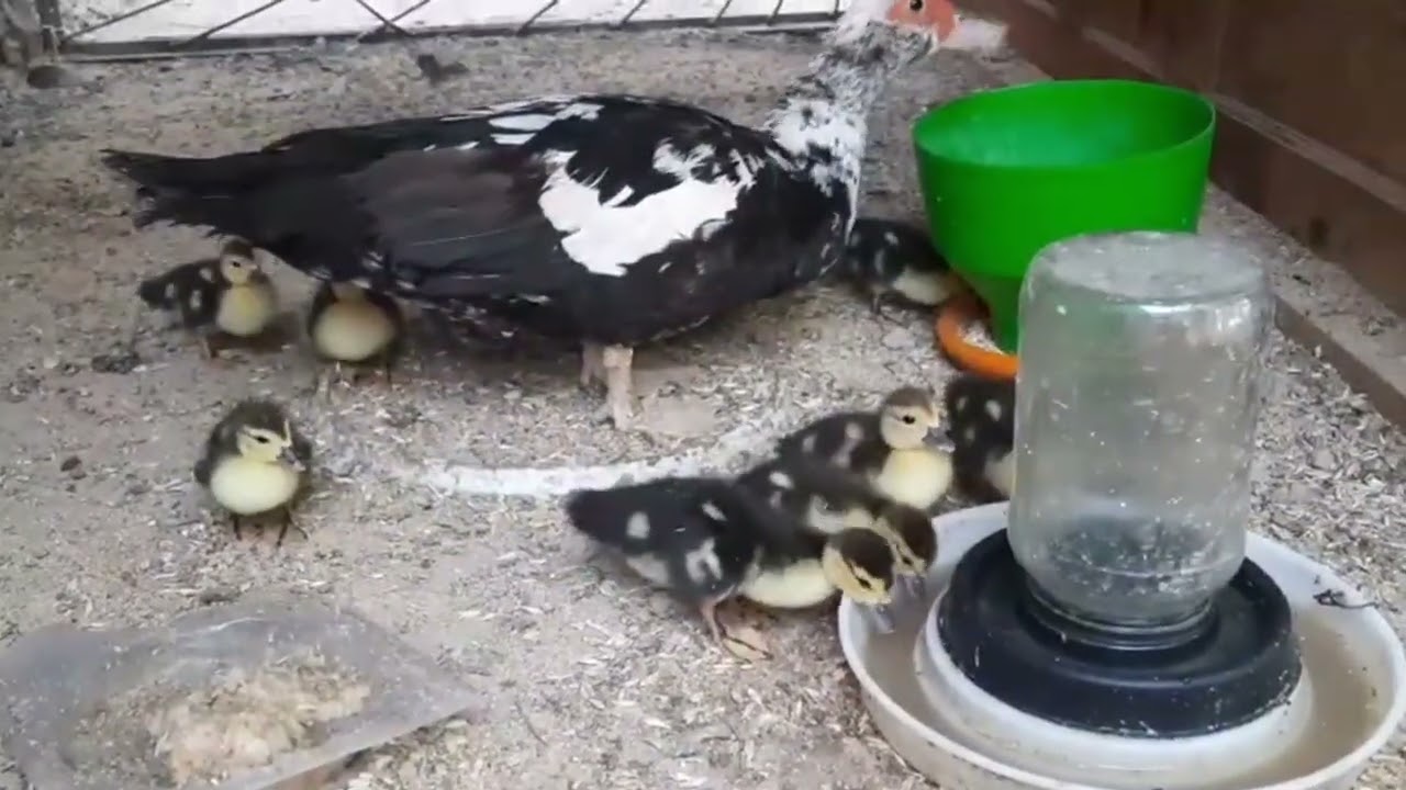 АРХИВ . 2 ЙИЛ ОЛДИНГИ . ИНДОУТКА ВА КУРКАЛАР БОКИШ КУПАЙТИРИШ. 2023 йил ёз ойлари .ТОМОШАГА 