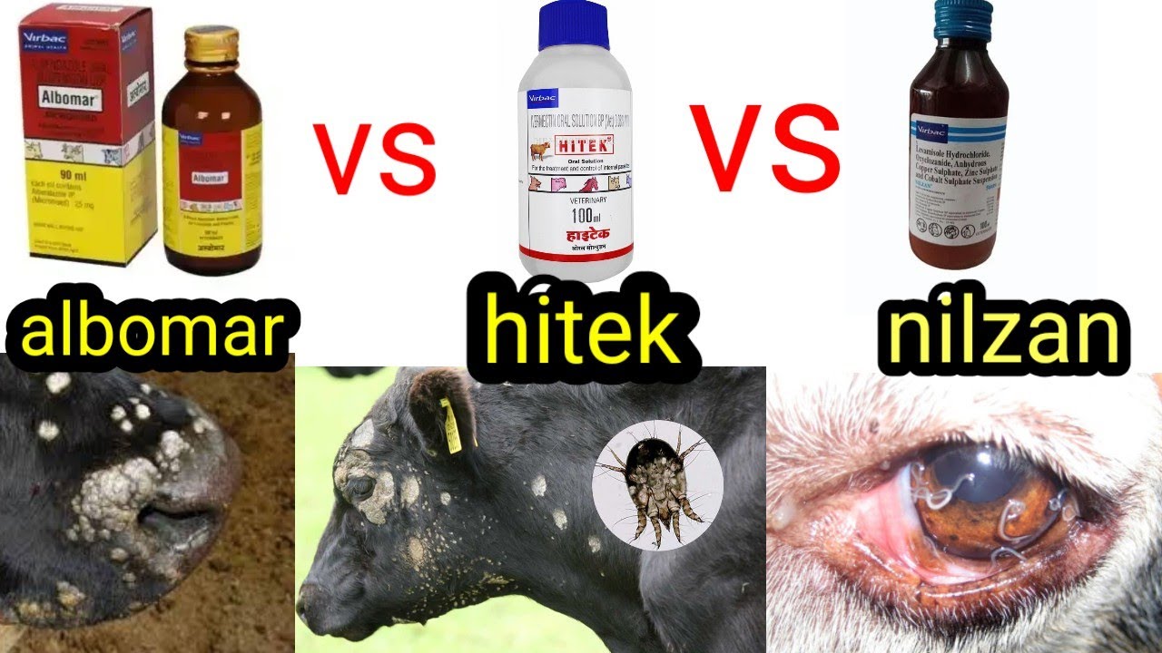 Albomar vs hitek vs NILZAN best kaun 😵💙