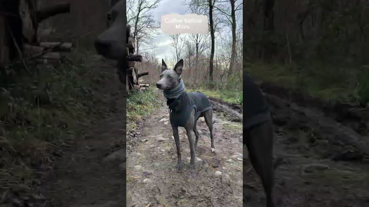 Winter walking with Jasper the Whippet