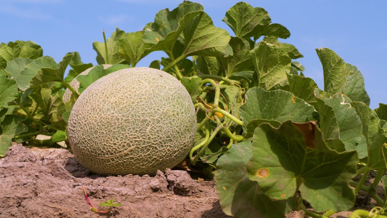 Desert Sweet | Cantaloupes 2022