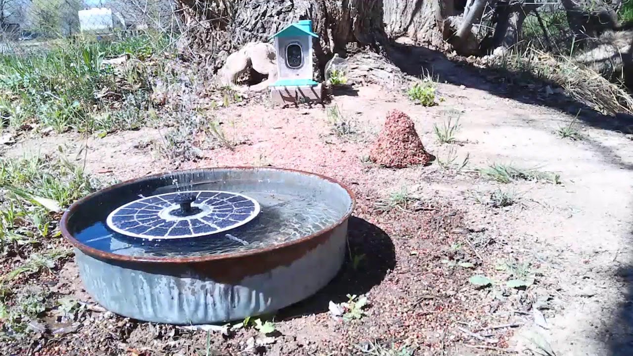 Mid Day Brunch Birds