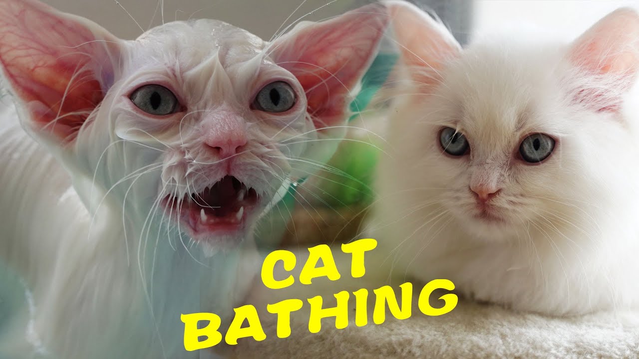 [Kitten First Time] Cat's first bath, kitten's first bath record