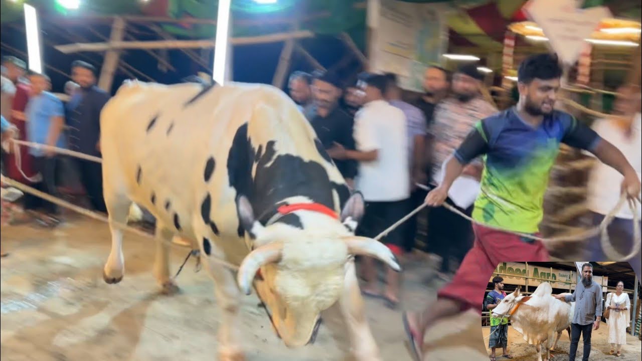 Pagla aussie goru live sold Sadeeq Agro 2023 | Deshal | Hasha | Goat | Qurbani fest 2023 Sadeeq Agro