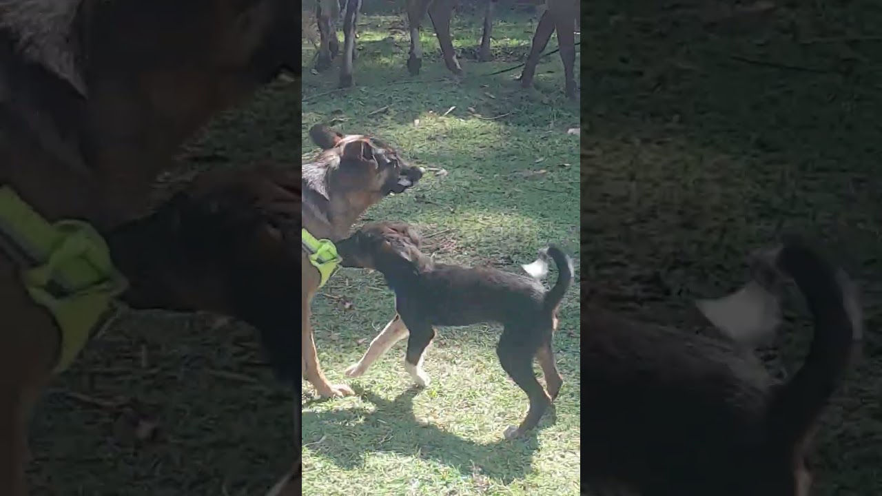 Washing a dog