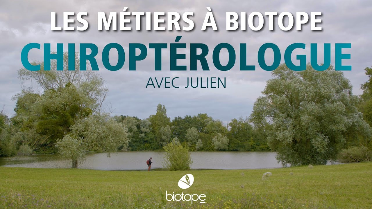 Découvrez le métier de chiroptérologue, l'étude des chauves-souris, à Biotope
