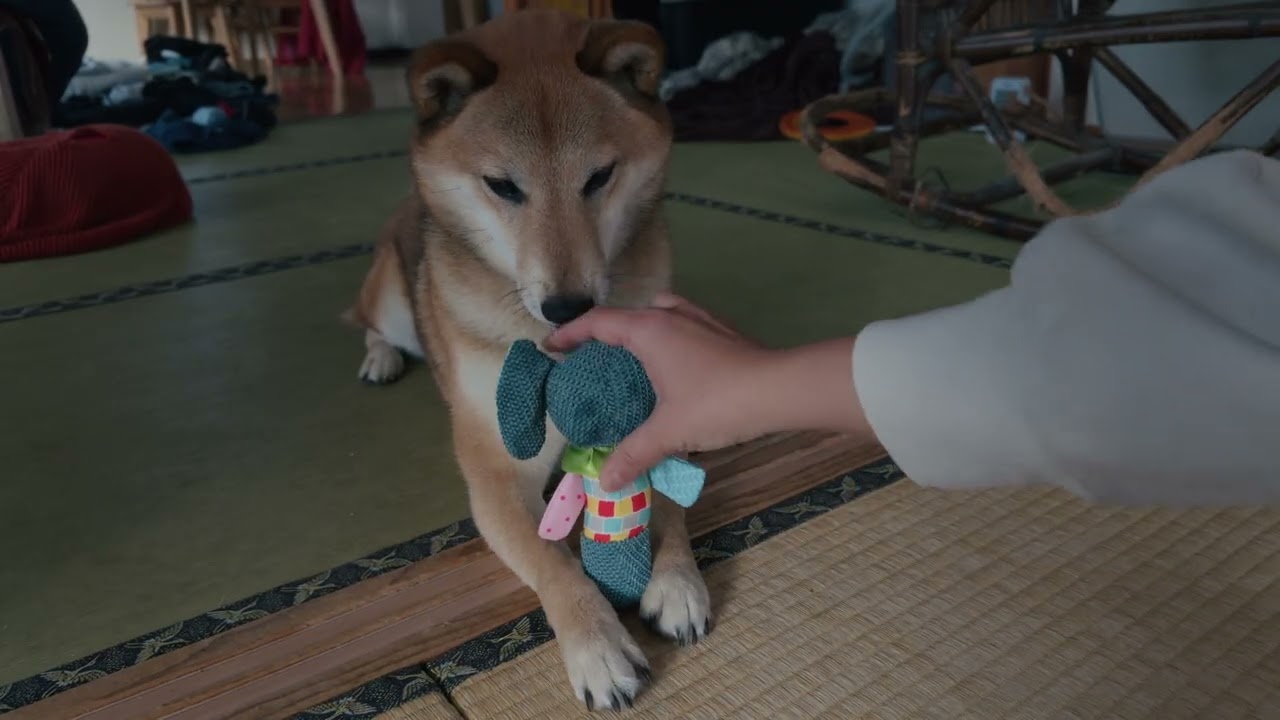 今日は朝から柴犬シバタの機嫌がいい