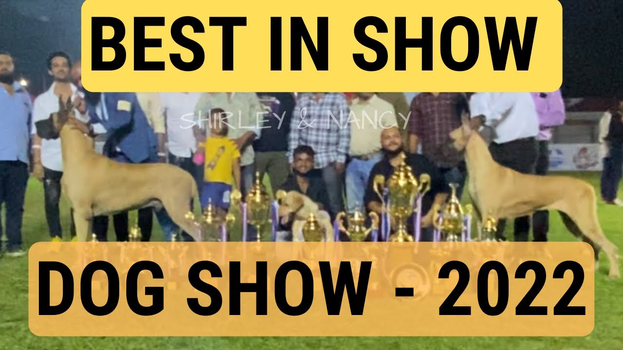 Pune Dog Show 2022 Winners | Best In Show | Dog Show Line Up | All Breed Dog Show Pune Championship
