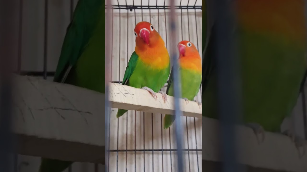 green fisher love bird#fyp#foryou#viral#birds#birdsmarket#trending#reels#fyp#lovebirds#like#share
