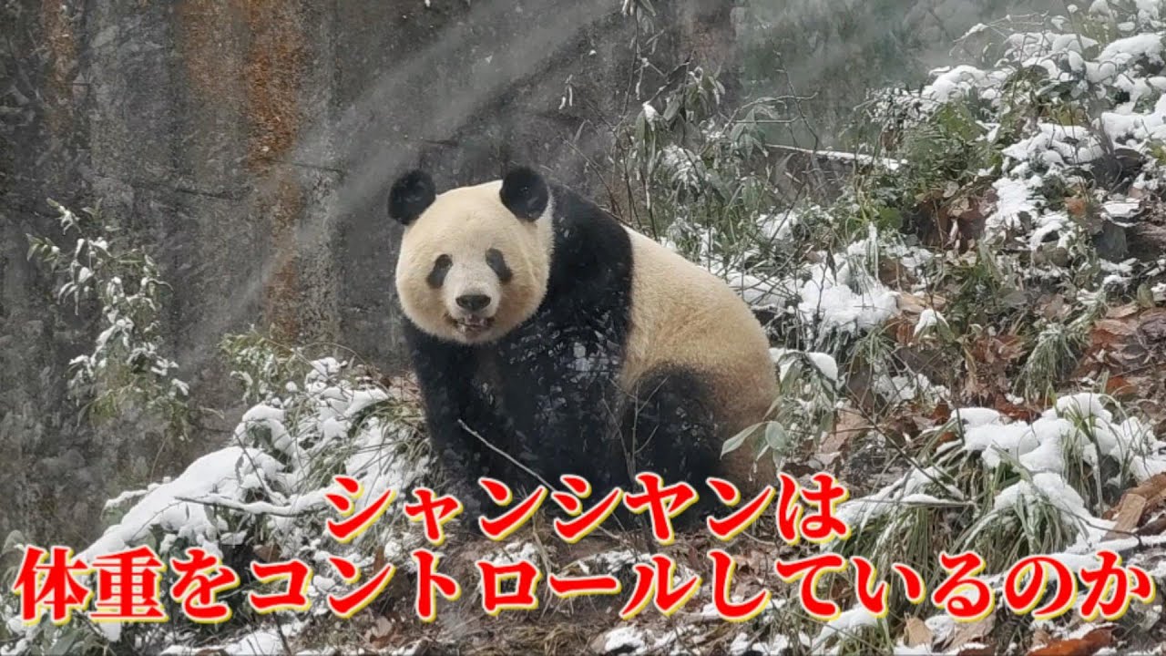 今日のシャンシャンは山を歩き回って約30分になリました。飼育係がタケノコを3本だけくれたんですね。あれ、タケノコを3本だけくれ、もっとちょうだい！#かわいい #シャンシャン #動物 #パンダ