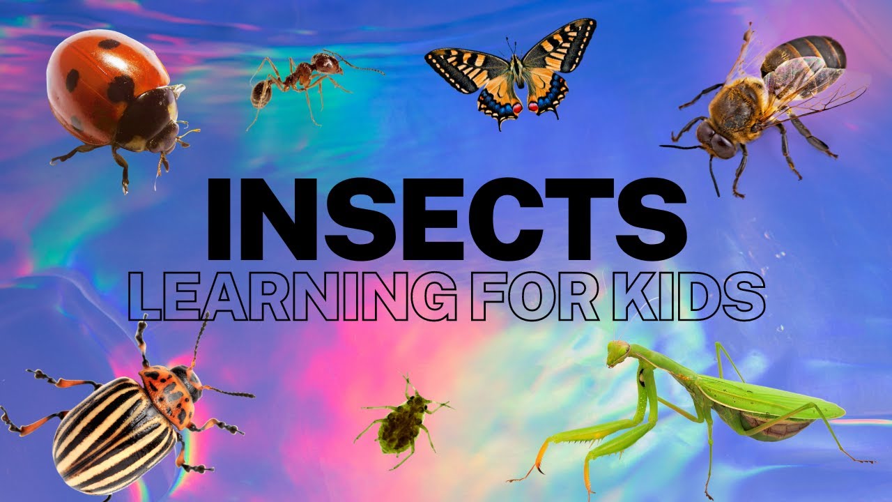 Learning about Insects | Little Lab Kids | Educational Video