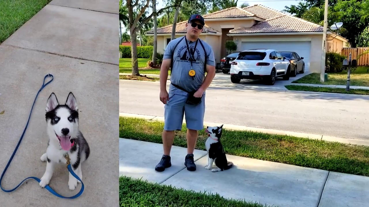 Husky Puppy Off-Leash Heeling!