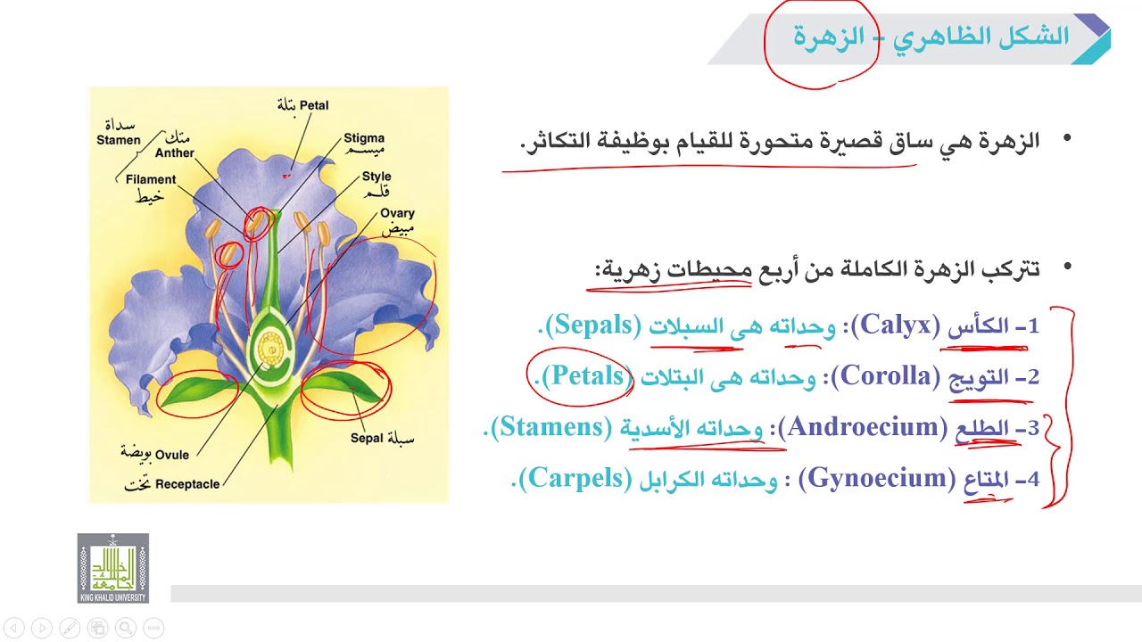 الأحياء العامة | عملي | 7-4 | تركيب الزهرة