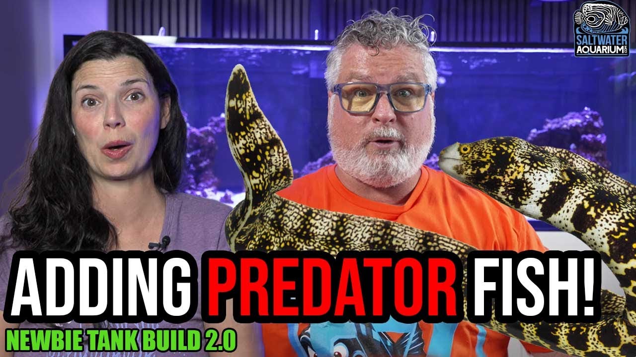 Adding a Snowflake Eel & New Predators to My Fish-Only Tank | Newbie Tank Build 2.0