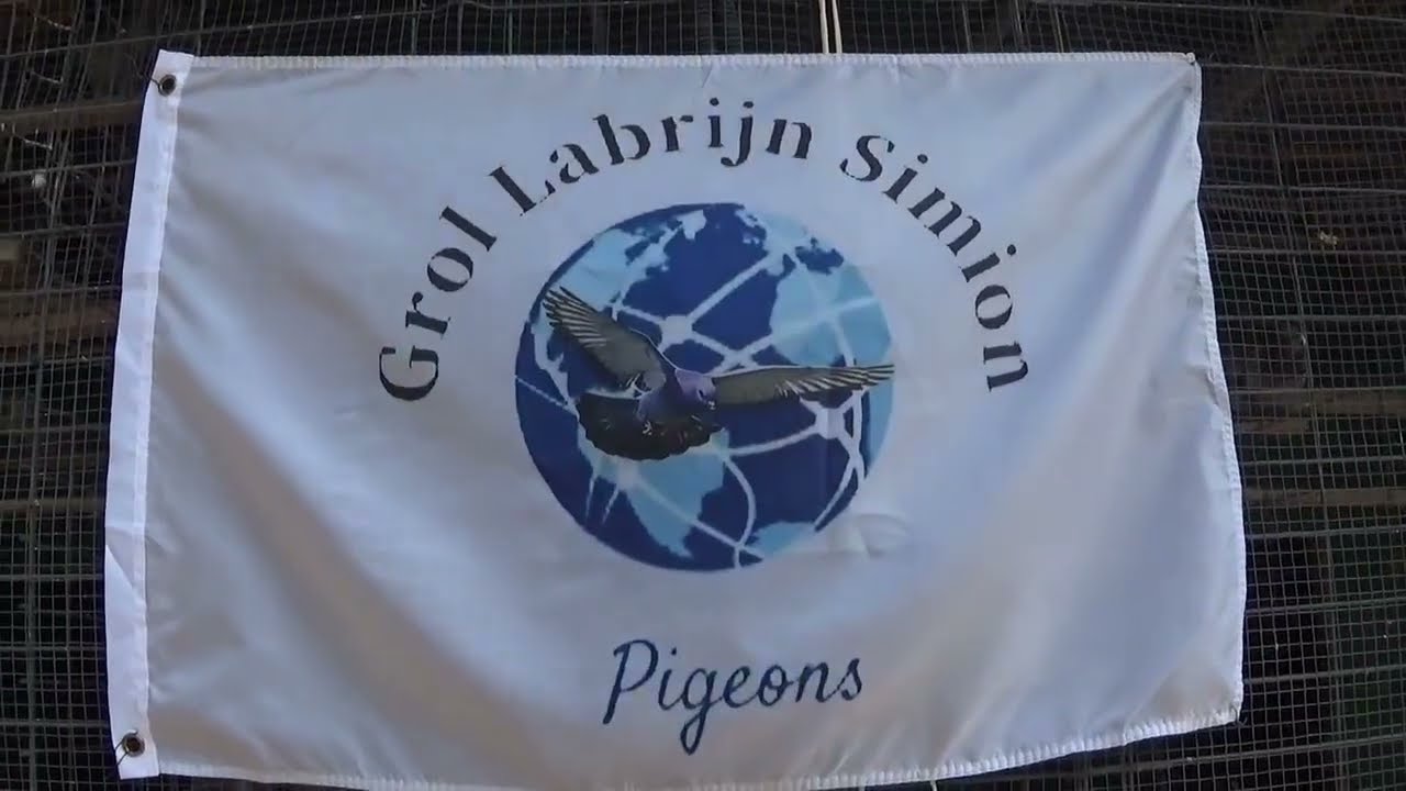 Columbofil dl Simion Dan Claudiu Buzau Romania pui generatia 2025 12 august 2025 part 2