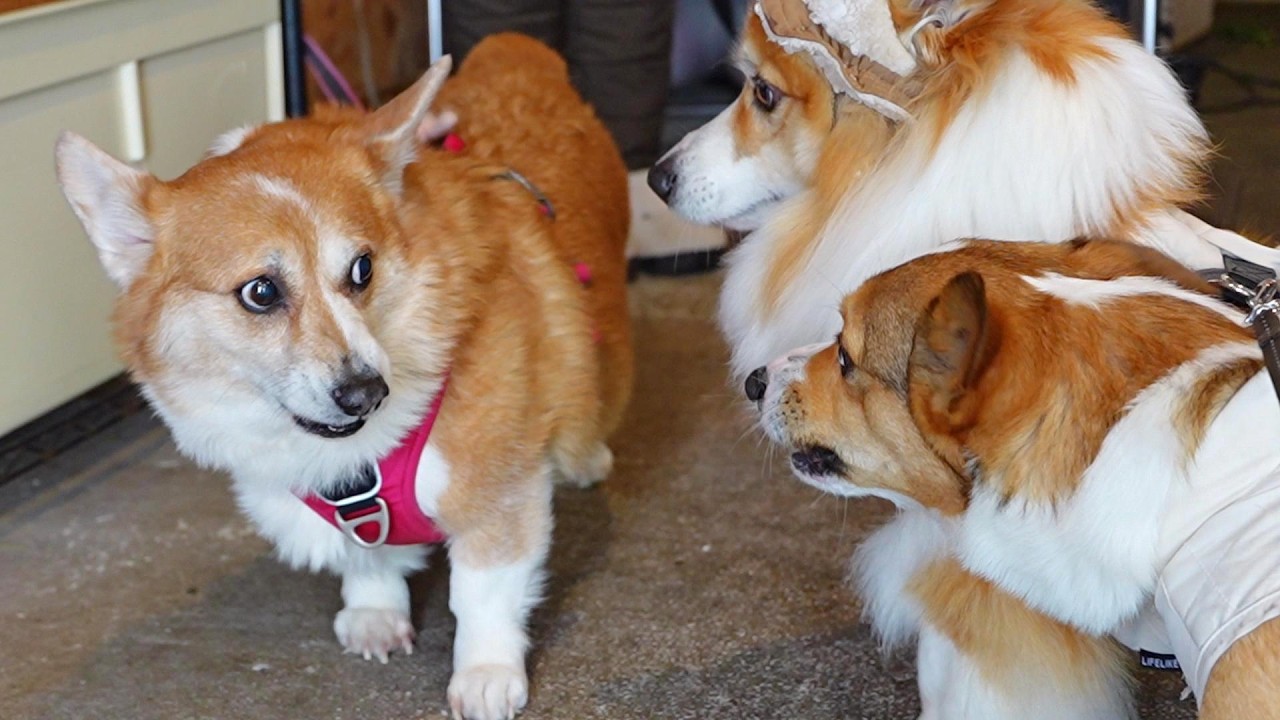 半年ぶりに訪れた「お店の看板犬」と大喧嘩した結果…