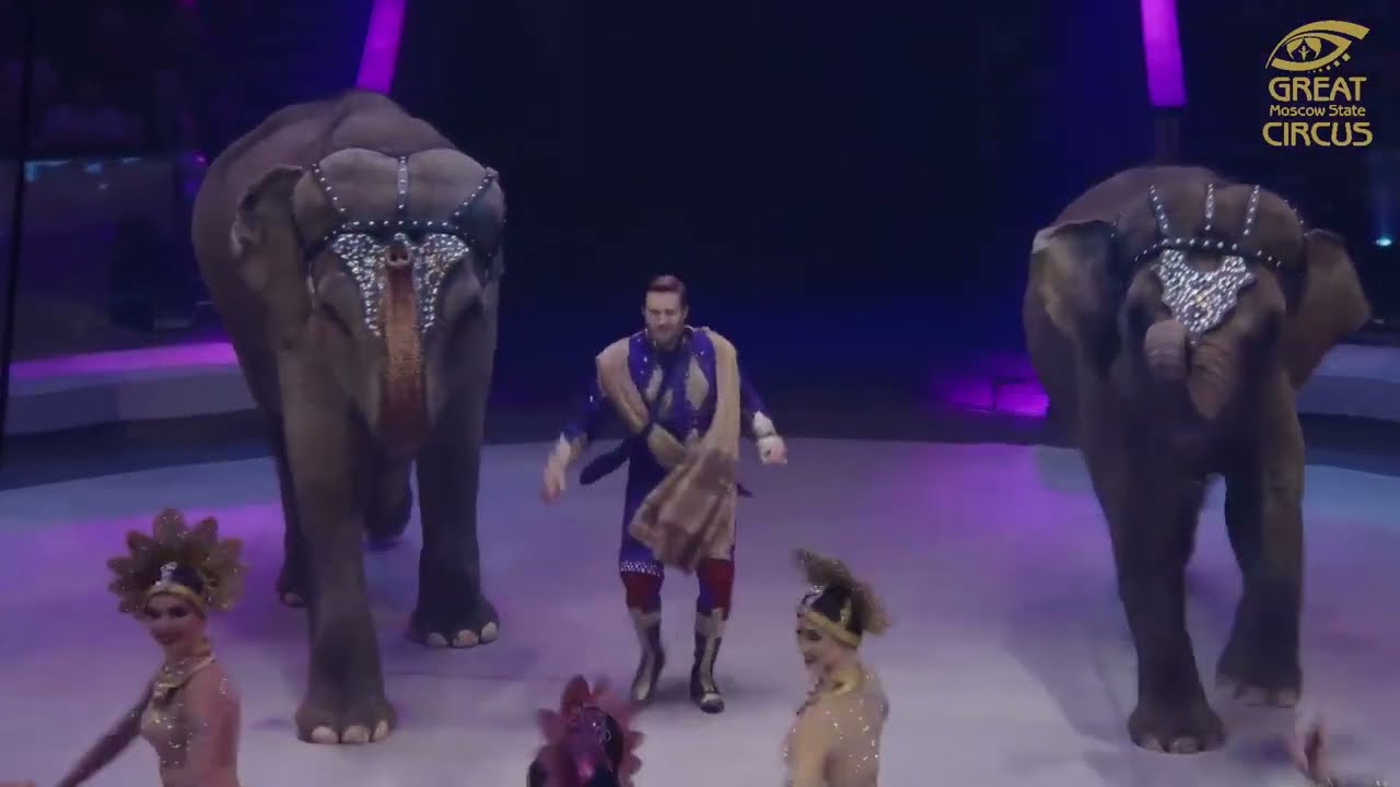 Gli elefanti di Andrey Kornilov al Festival IDOL (Mosca, 2024)