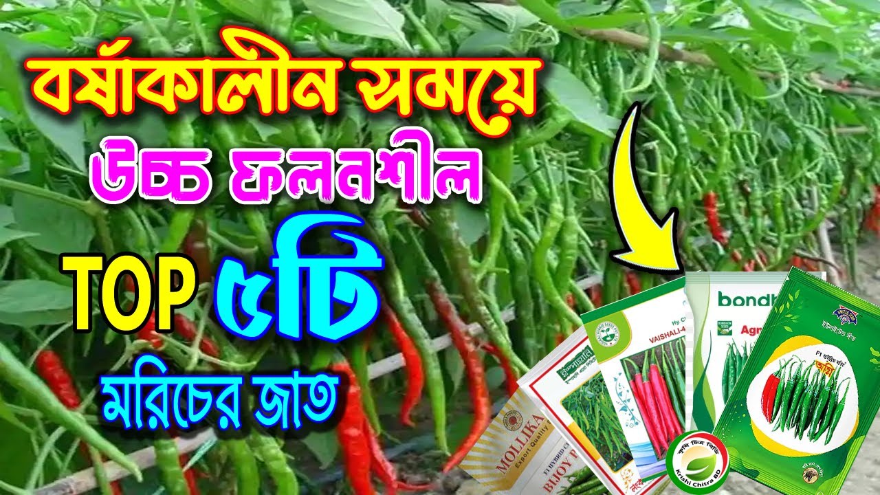 বর্ষাকালীন সময়ে উচ্চ ফলনশীল হাইব্রিড মরিচের সের ৫ টি জাত।  বর্ষাকালীন মরিচ চাষ পদ্ধতি।