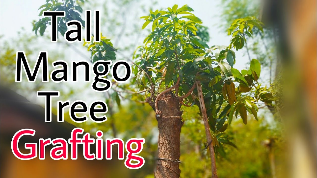 Mango grafting on big tree/aam pe kalam v technique