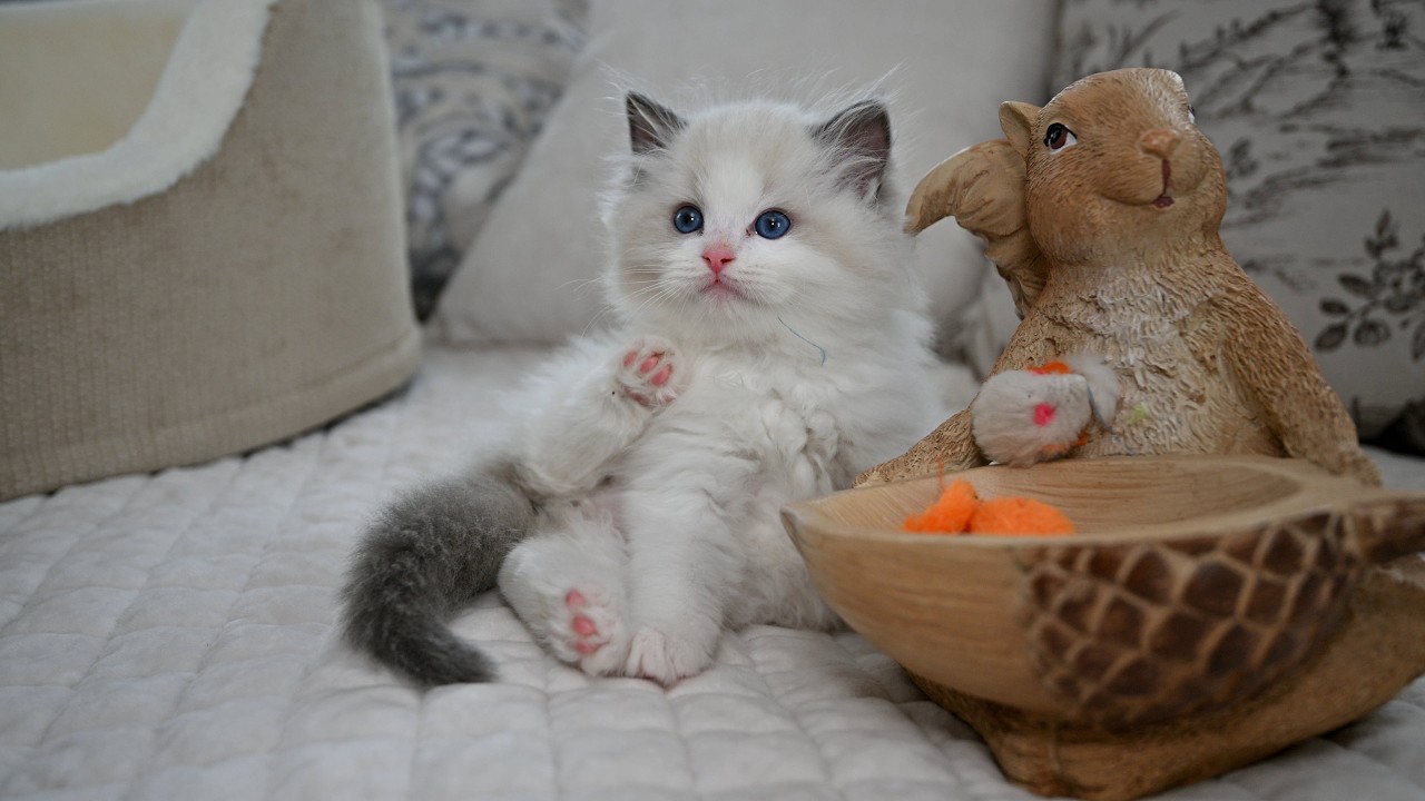 Jersey Ragdolluxe Ragdoll Kittens Growin' Like a Weed