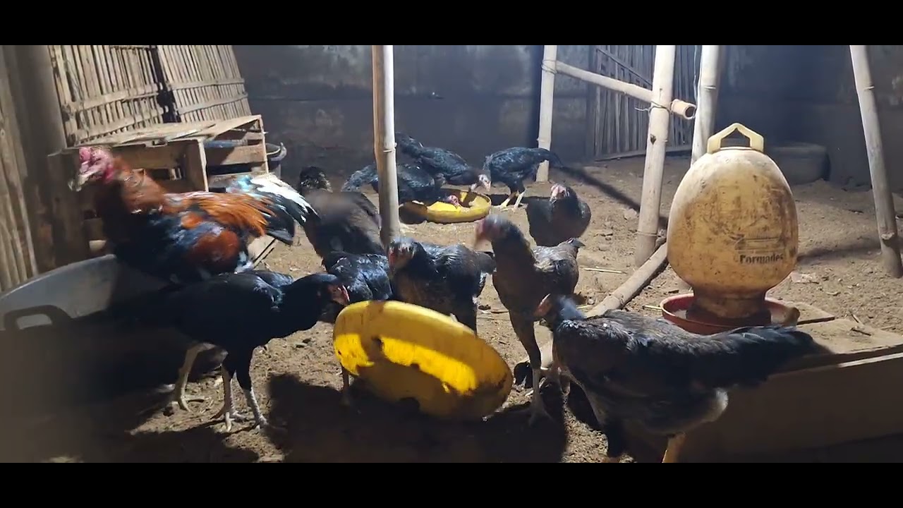 Mengoptimalkan Ternak Ayam Blesteran: Panduan Lengkap