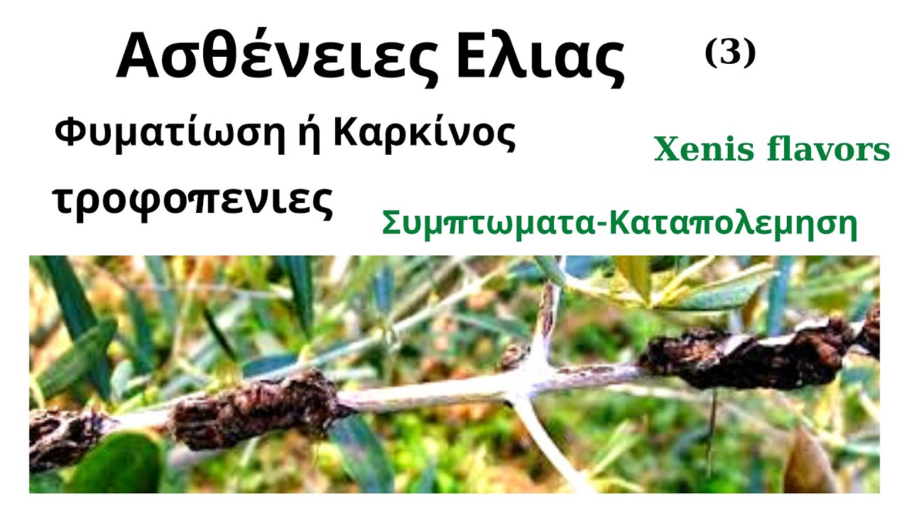 Καρκινος ή Φυματιωση Ελιας-Τροφοπενιες ΚΑΛΙΟΥ-ΒΟΡΙΟΥ. Συμπτωματα κ Καταπολέμηση.