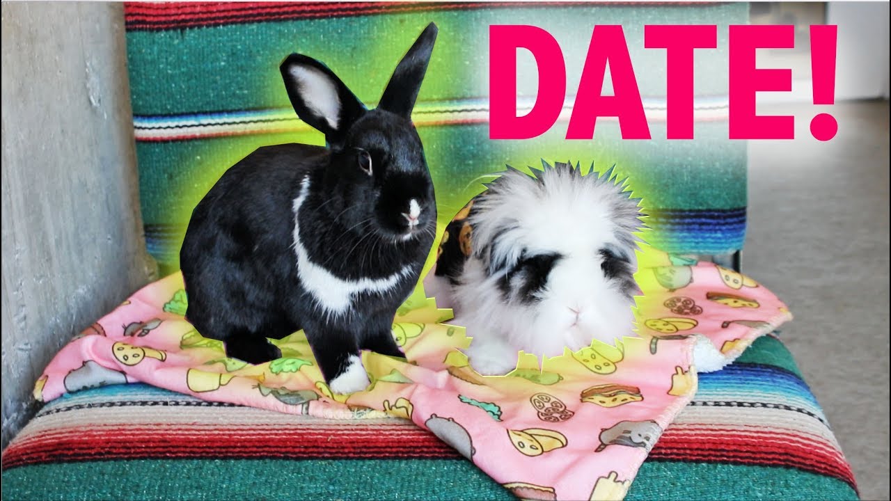 LENNON GOES ON A DATE WITH ANOTHER RABBIT!