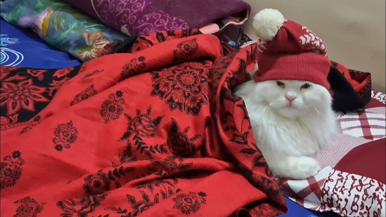  A Rainbow Bridge Miracle and Grace the cat  2nd Adoption day!