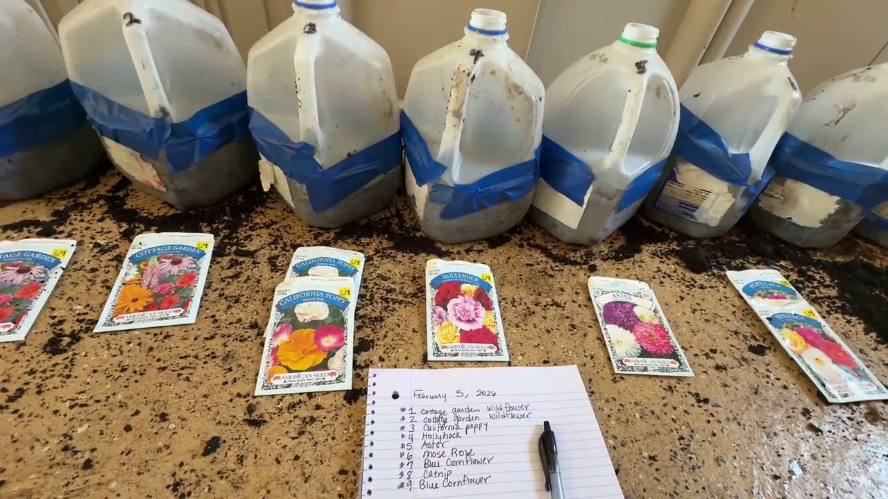 How To Winter Sow Catnip & Flower Seeds