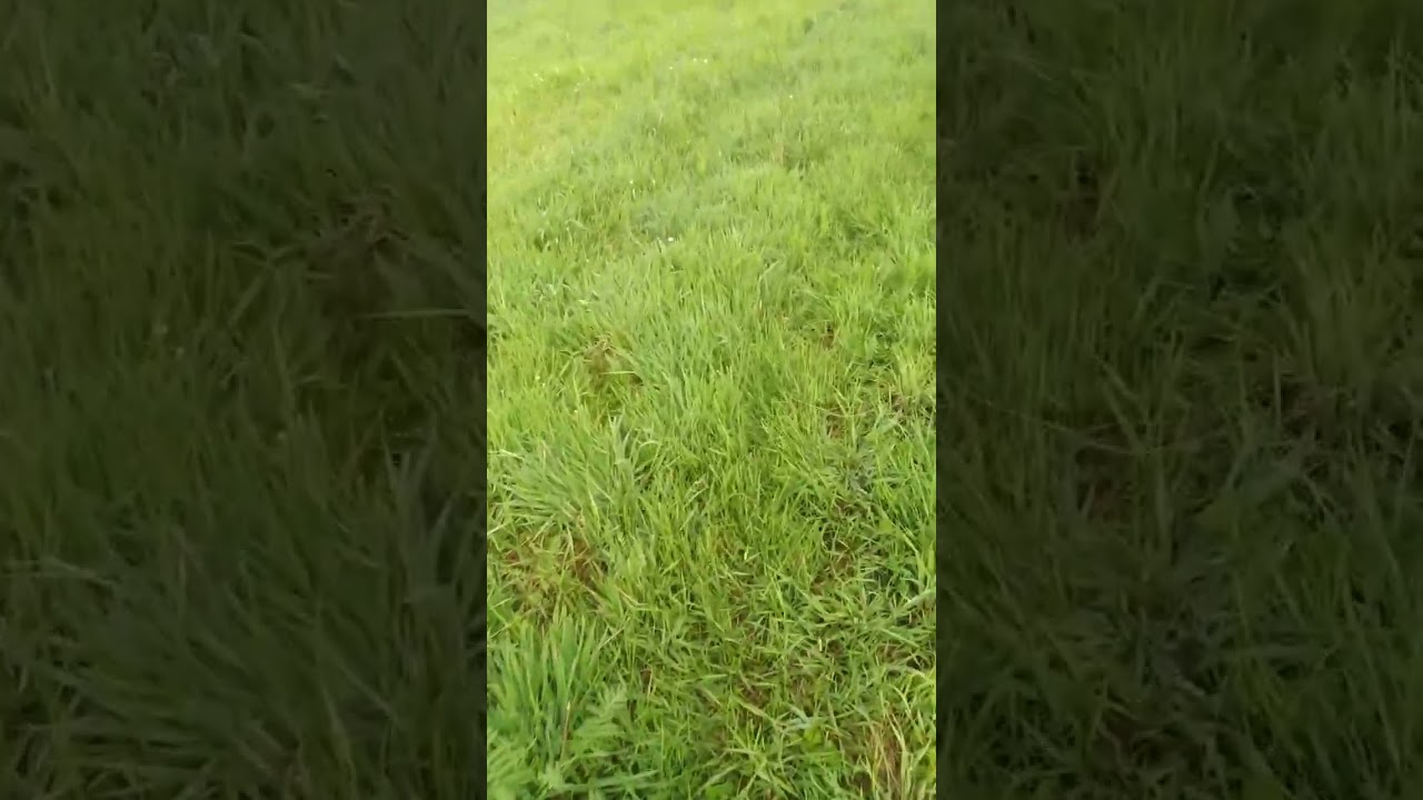 Oće&scaron; Li Mi Opet Gara Dati