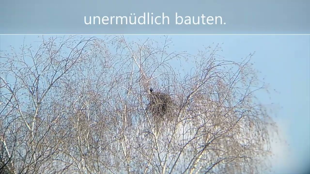 Freche Elstern und ihr Treiben mit Bussard, Rotmilan, Turmfalke und Co.