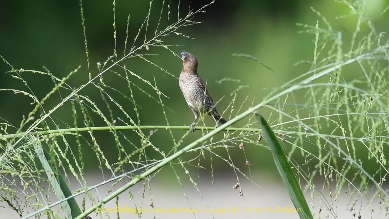 นกกระติ๊ดขี้หมูในโหมดวีดีโอสโลโมชั่น