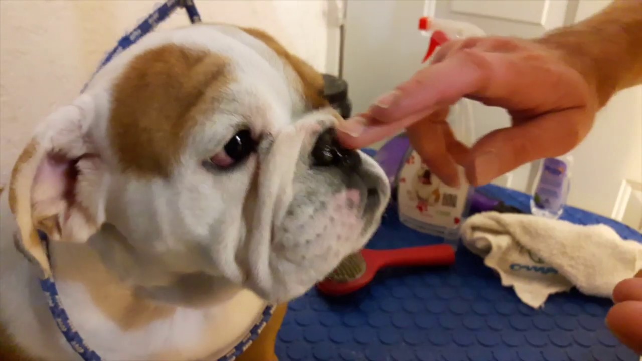 Toilettage, bouledogue anglais