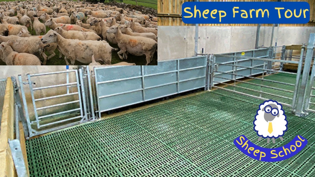 1000 Sheep: Expert Farmer Interview and Farm Tour Of Slatted Shed, Handling System and Sheep.