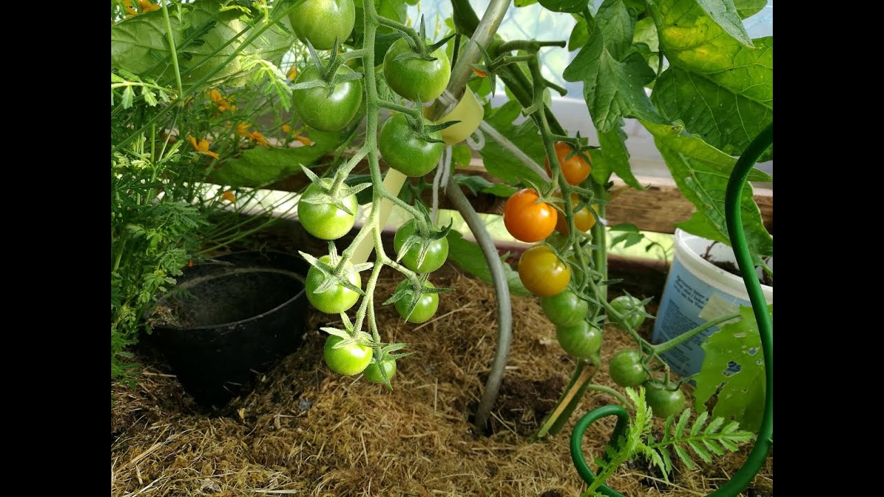 87. Beste måten å plante slengete tomatplanter