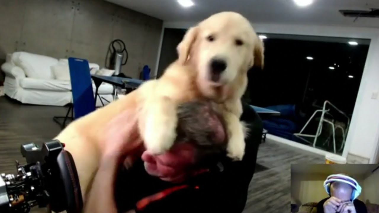 Barrichello's dog interrupts the live stream for some attention
