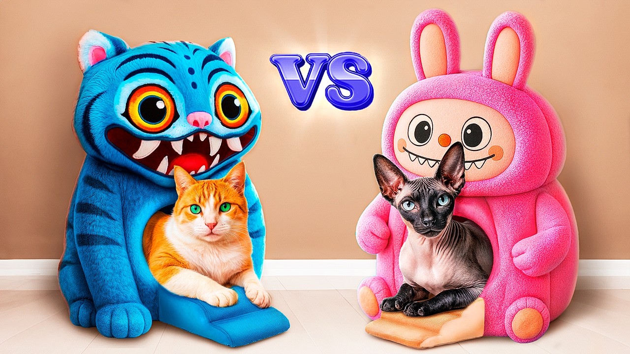 We Build a Secret Room for Pets! Rich Cat vs Poor Cat!