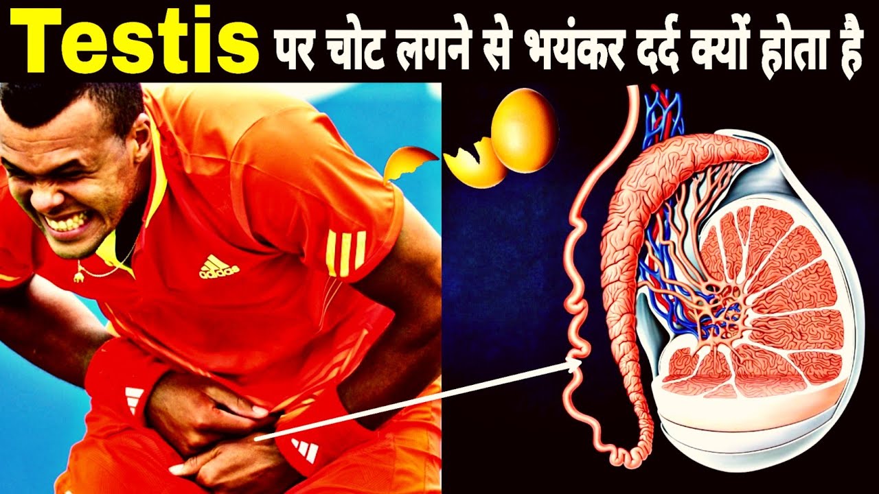 Testis में चोट लगने पर भयंकर दर्द क्यों होता है? Why Male Testicles hanging outside #munishxfacts