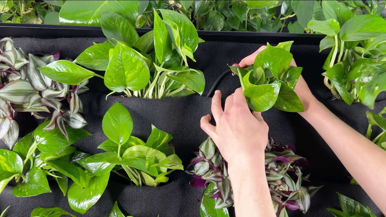 Mobile vertical garden L service