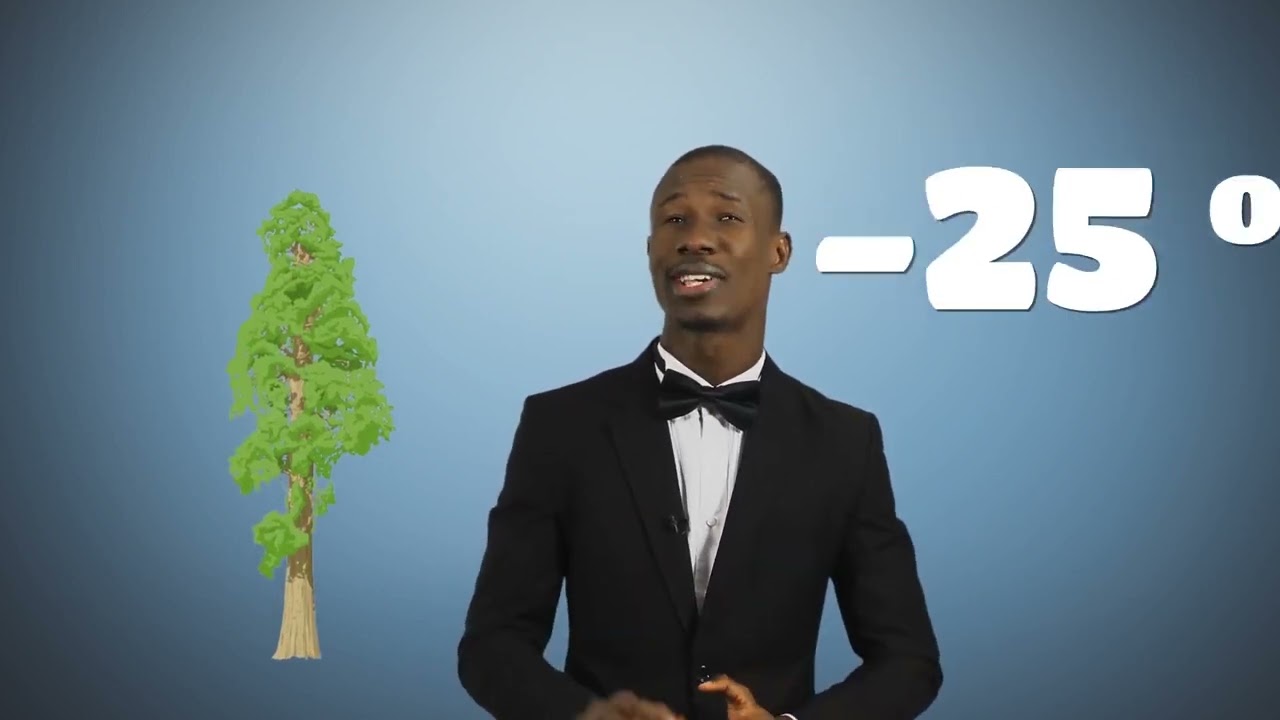 2 mn pour comprendre séquoia géant