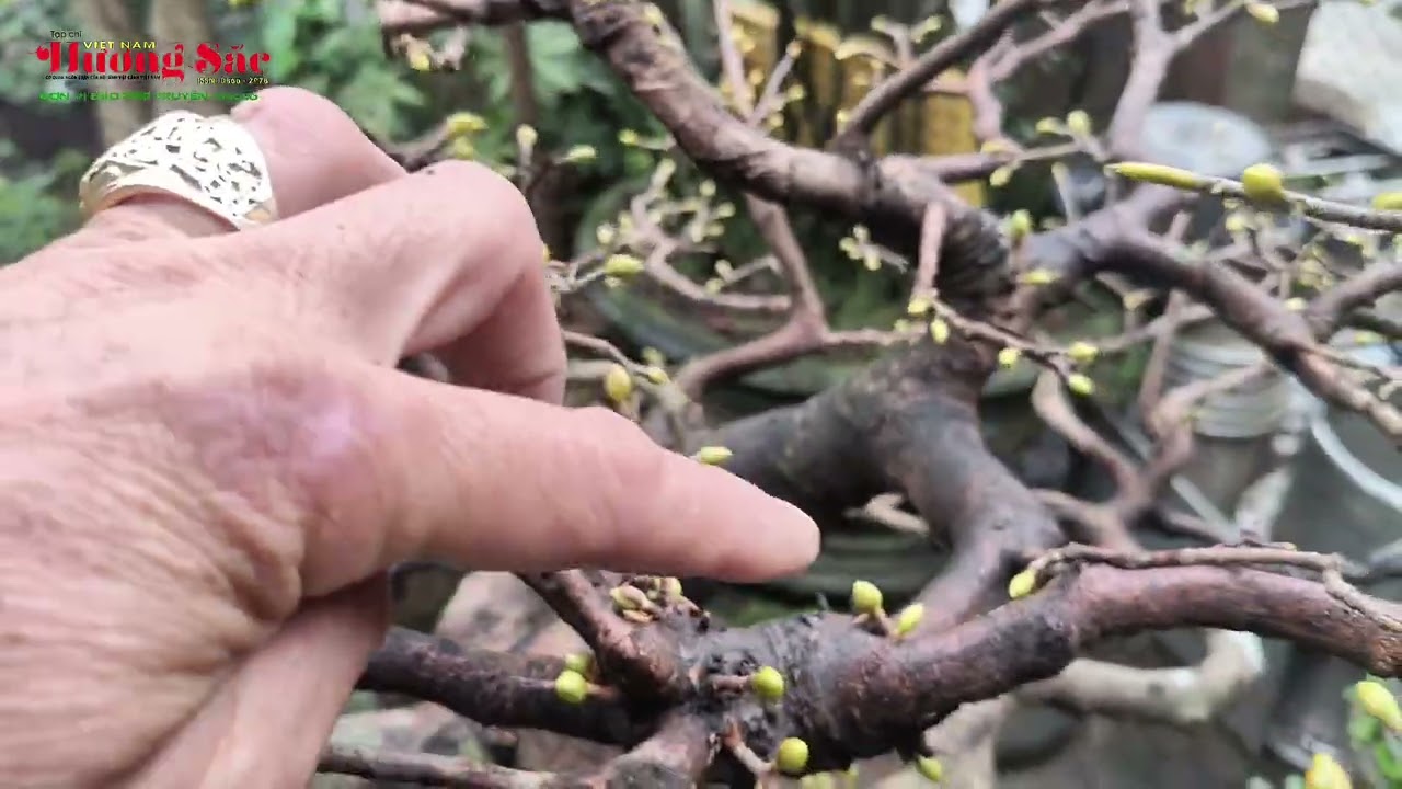 Khi nào trẩy lá mai vàng để cho nở hoa đúng dịp Tết | Tạp chí Việt Nam hương sắc 