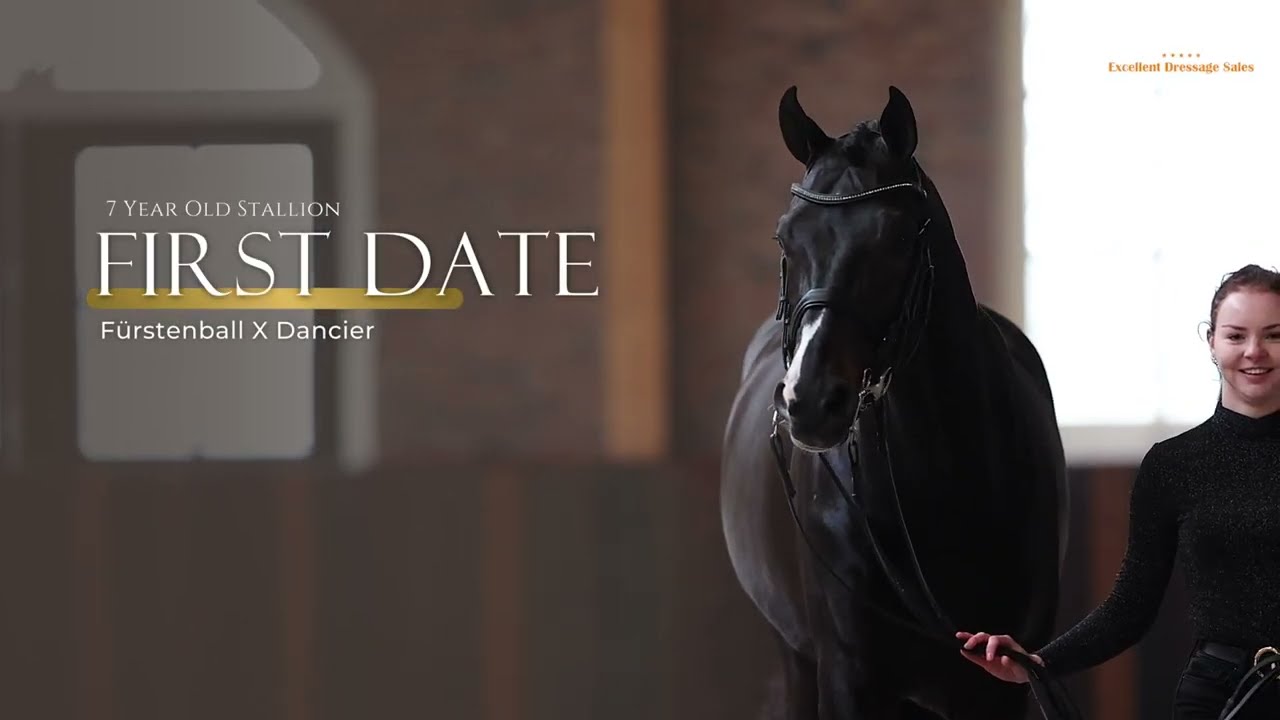 First Date | Fürstenball x Dancier - Stallion - 2016 - 173 cm