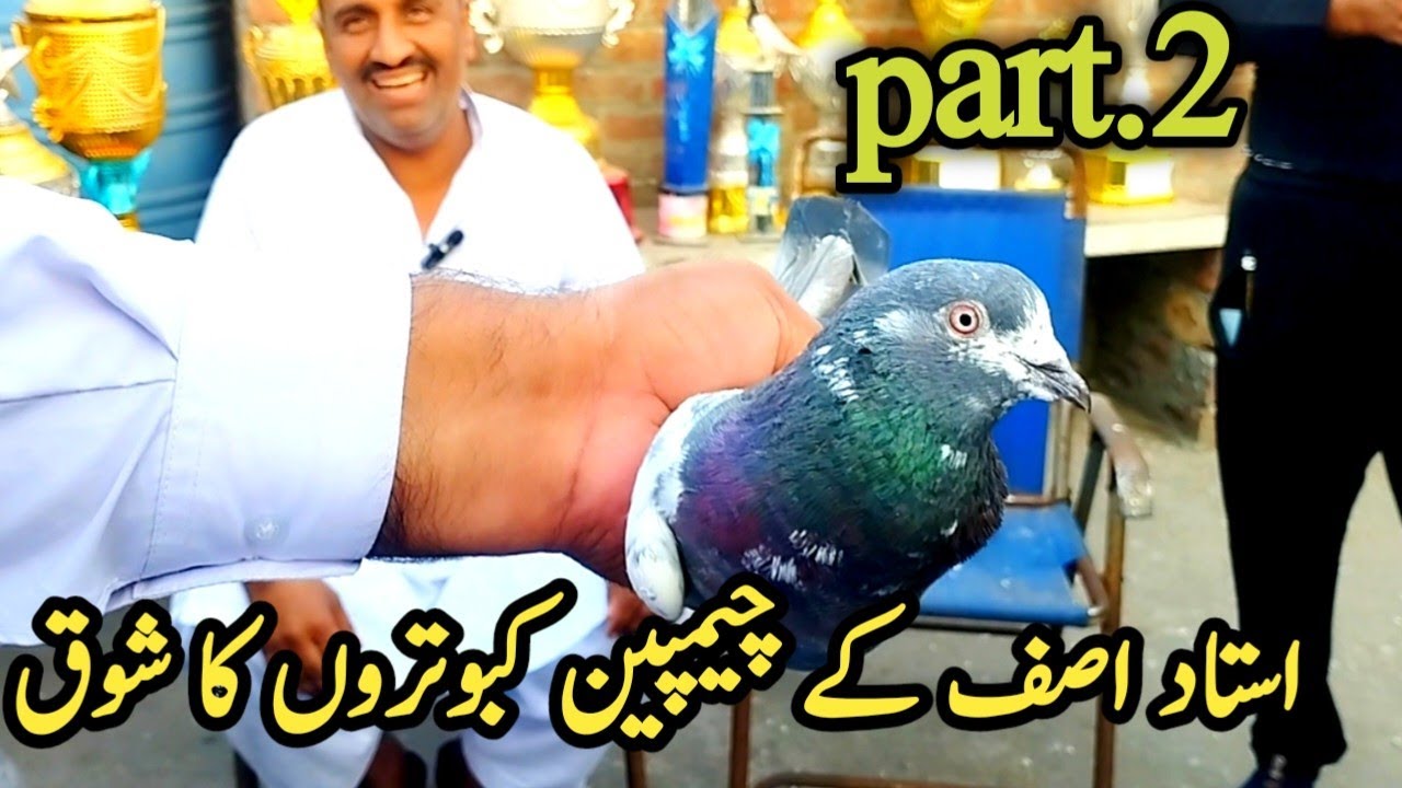 Ustad Asif ki chatt se champion kabotron ka shok || @amjadaliofficial528