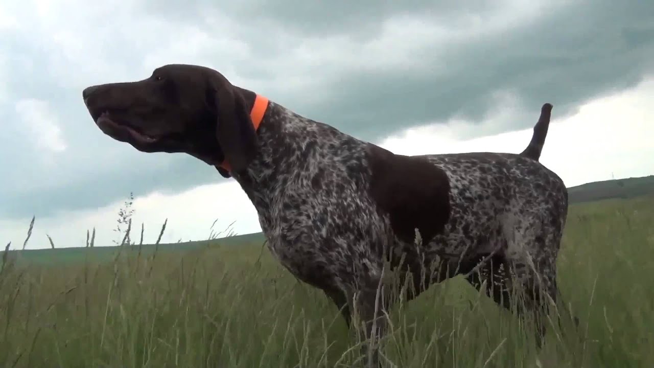Kurzhaar Ares from Bulgaria - 2 years old