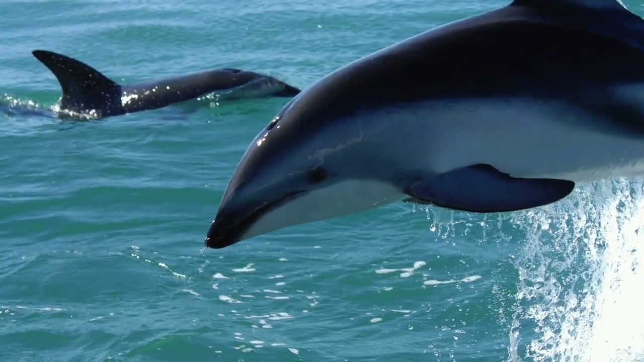 Jessica Radcliffe orca attack _ jessica dolphin story || jessica dolphin attack original news 